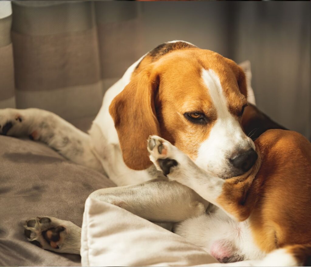 How to Use Bleach for Skin Problems in Dogs? Patmydoggie