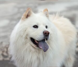 Why is my dog’s tongue purple?