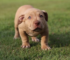 Do pit bulls have webbed feet?