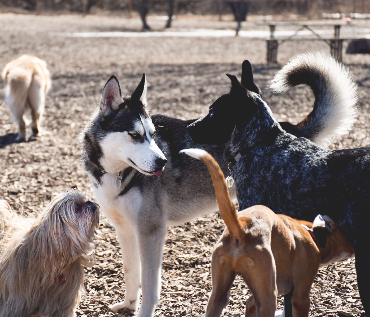 Dog Breed Guide: Understanding the 7 AKC Dog Breed Groups