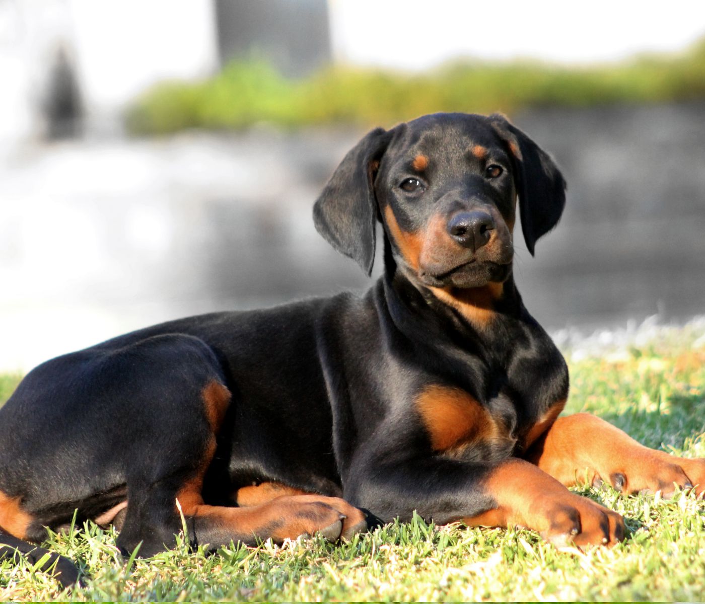 Are Dobermans good dogs?