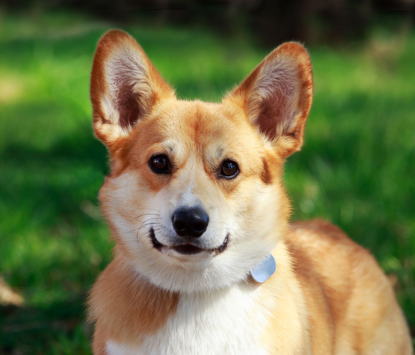 When Do Corgi Ears Stand Up?