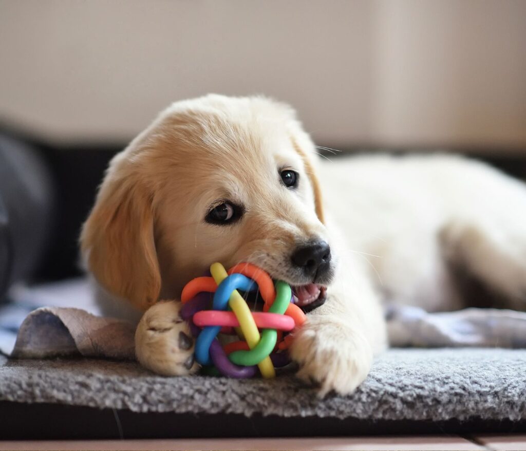 What's the Best Option: Buying or Adopting a Dog?
