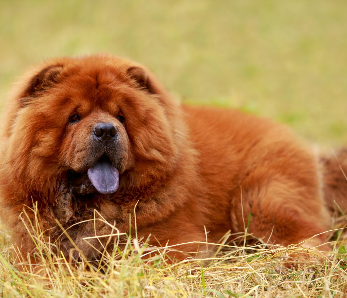 What's the Best Option: Buying or Adopting a Dog?