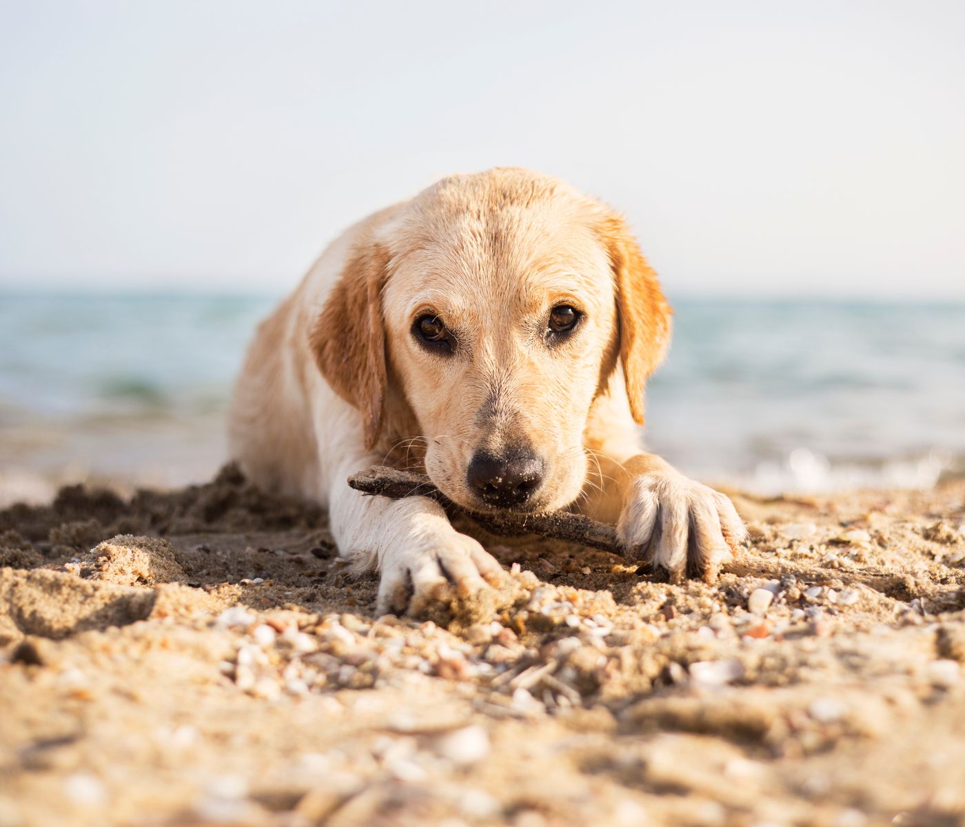 Can I take my 9-week-old puppy to the beach?