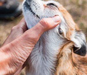 How do I get rid of dog ticks in my house?