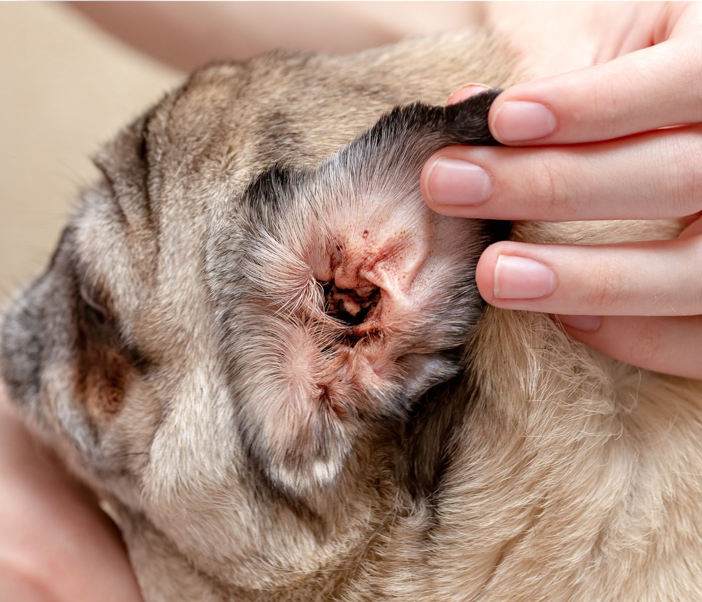 How Much Does it Cost to Crop a Dogs Ears?