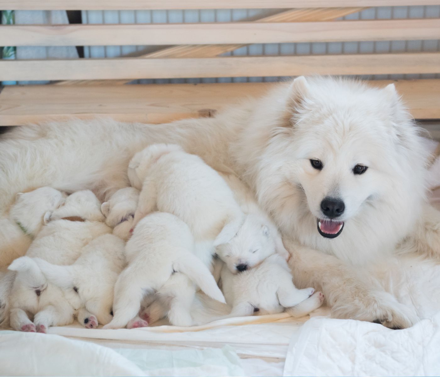 How long do puppies need a heat lamp?