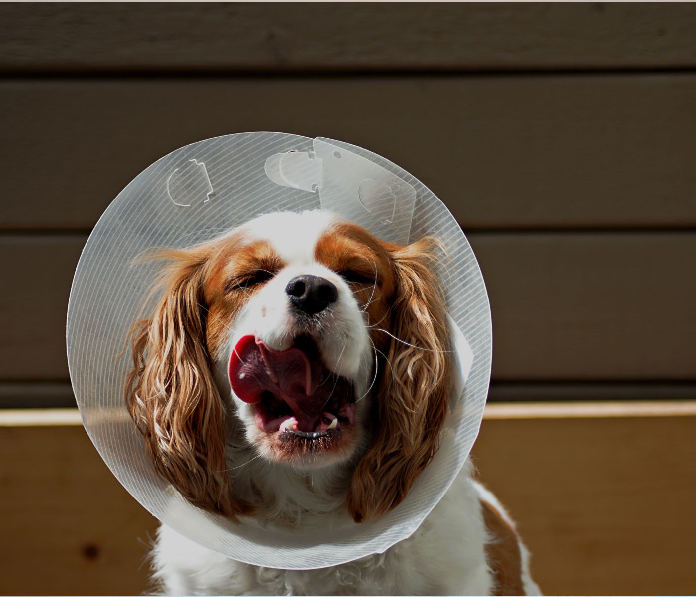 How Long do Dogs Wear Cone after Spay? - Patmydoggie 