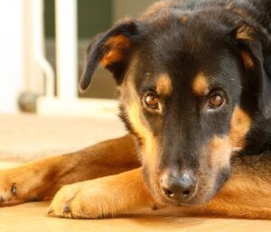 Rottweiler Pitbull Mix: All You Need to Know About This Uniquely Fierce Pooch