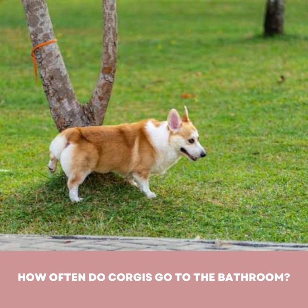 How often do corgis go to the bathroom?