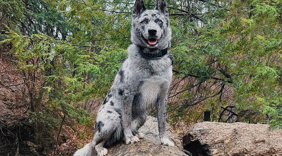 How big does a blue heeler husky mix get? 