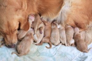 When can I bathe my dog after she gives birth?