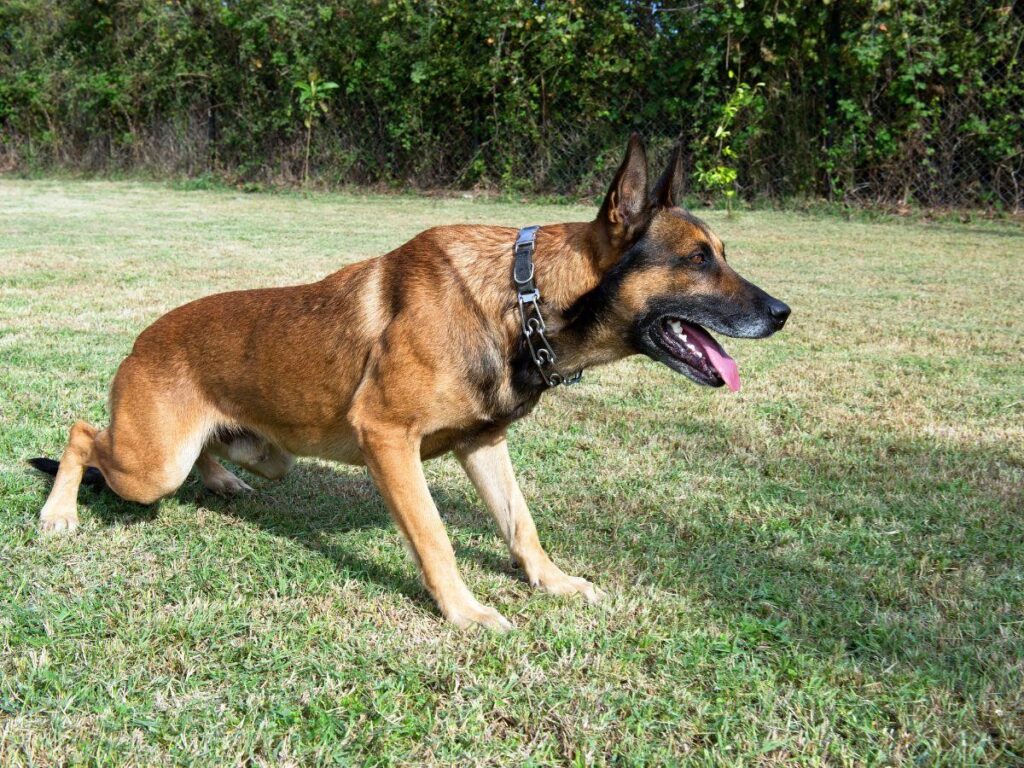 Pitbull Belgian Malinois Mix: Breed Info, Personality, And Looks