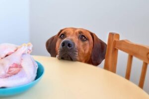 Is Chicken Skin Bad For Dogs?