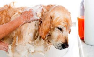 Can Humans Use Dog Flea Shampoo?
