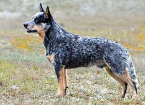 What is the average lifespan of a blue heeler dog?