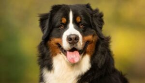 Why do Bernese mountain dogs have a short lifespan?