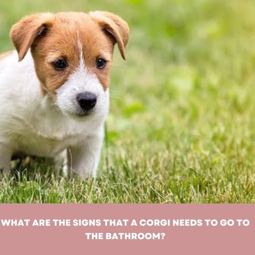 How often do corgis go to the bathroom?