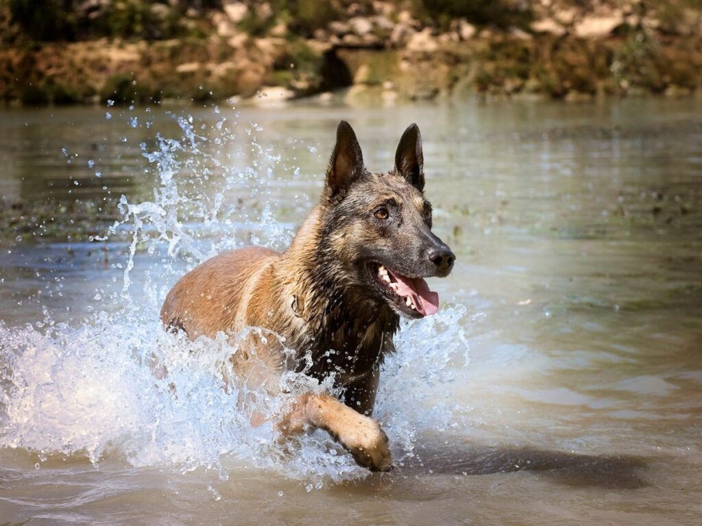 Pitbull Belgian Malinois Mix: Breed Info, Personality, And Looks