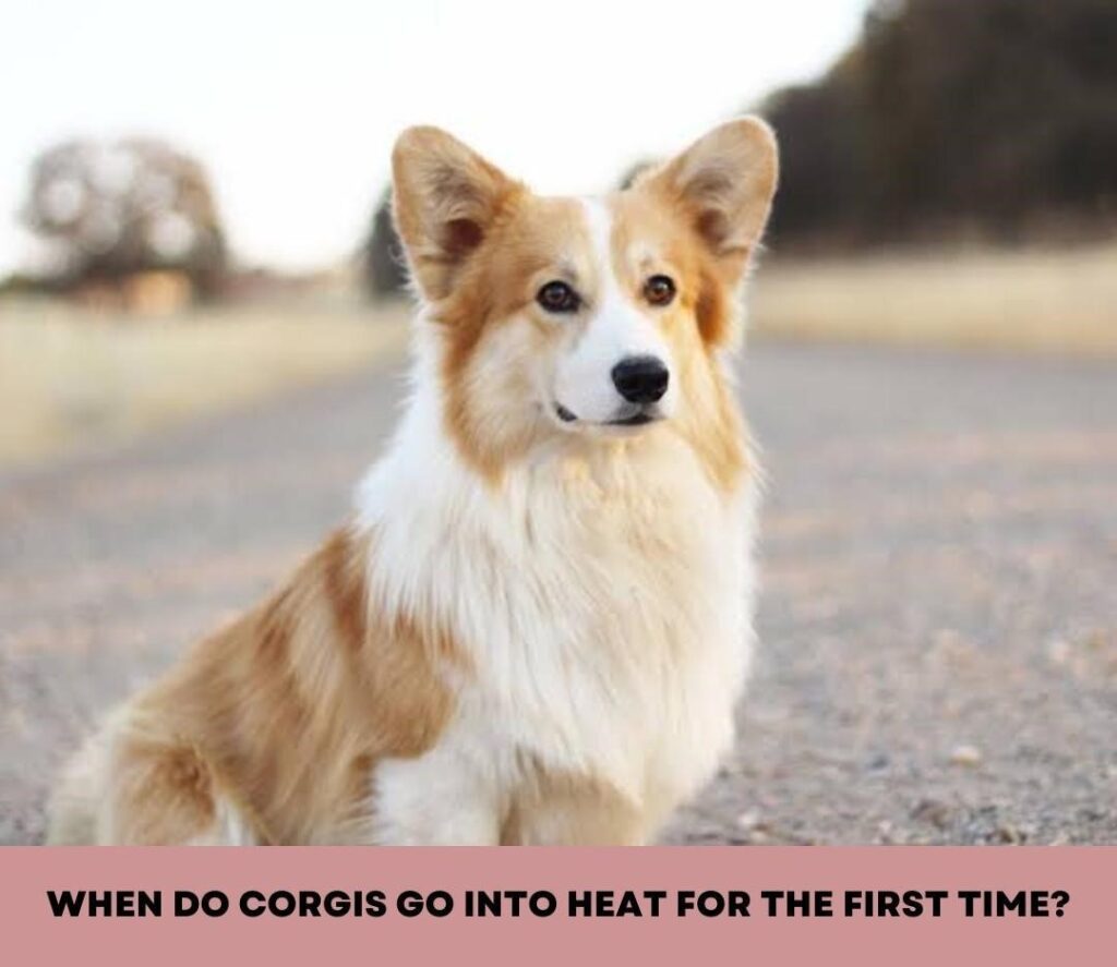 How often do Corgis go into heat?