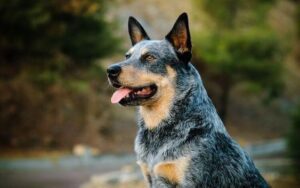 What is the average lifespan of a blue heeler dog?