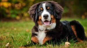 Why do Bernese mountain dogs have a short lifespan?