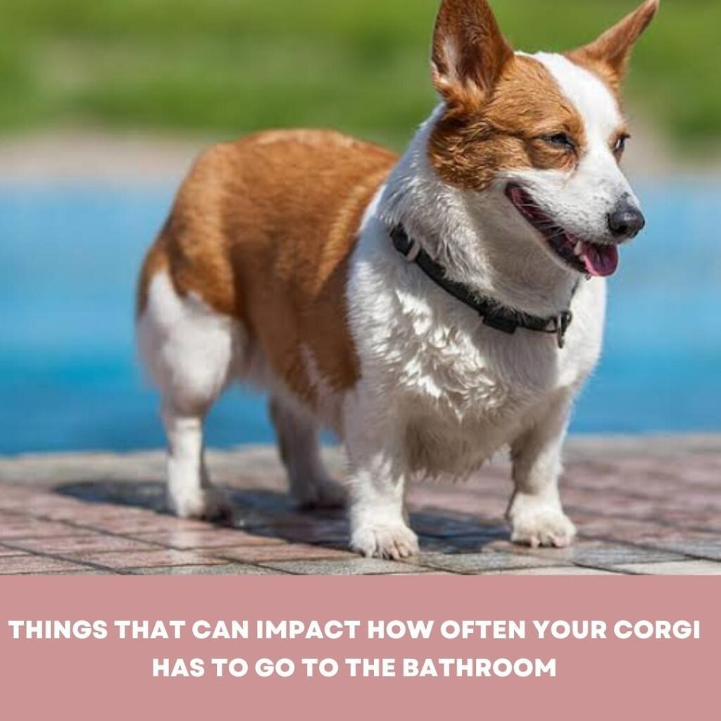 How often do corgis go to the bathroom?