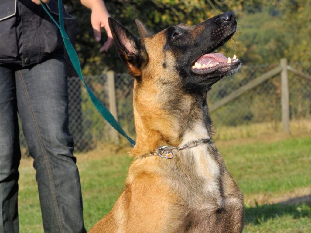 Pitbull Belgian Malinois Mix: Breed Info, Personality, And Looks