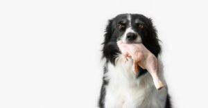 Is Chicken Skin Bad For Dogs?