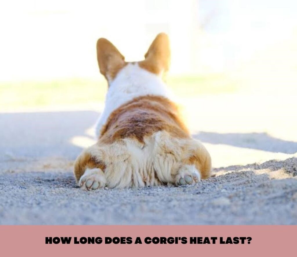 How often do Corgis go into heat?