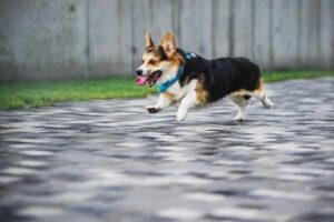 How fast can a Corgi run?
