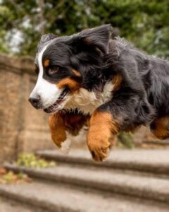 Why do Bernese mountain dogs have a short lifespan?