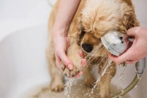 When can I bathe my dog after she gives birth?