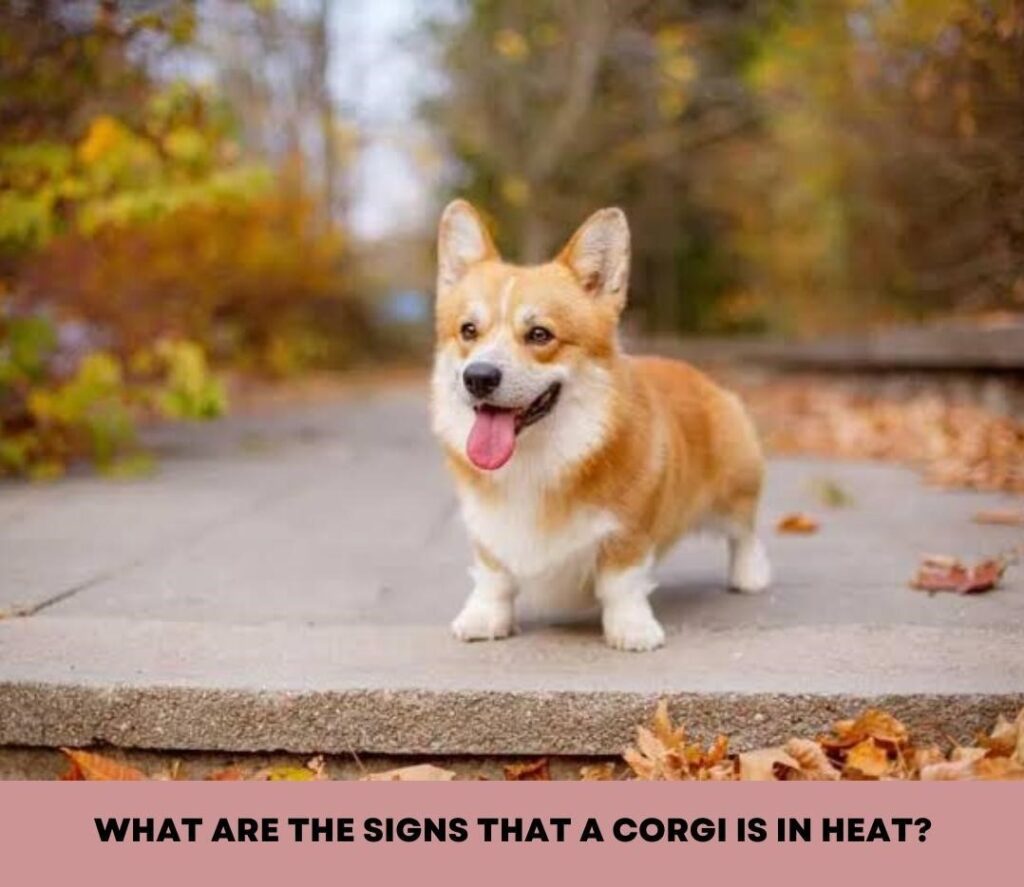 How often do Corgis go into heat?