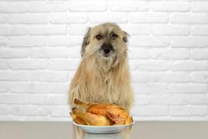 Is Chicken Skin Bad For Dogs?