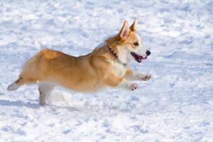 How fast can a Corgi run?