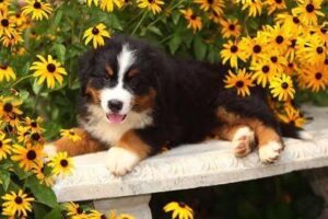 Why do Bernese mountain dogs have a short lifespan?