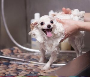 Can Humans Use Dog Flea Shampoo?