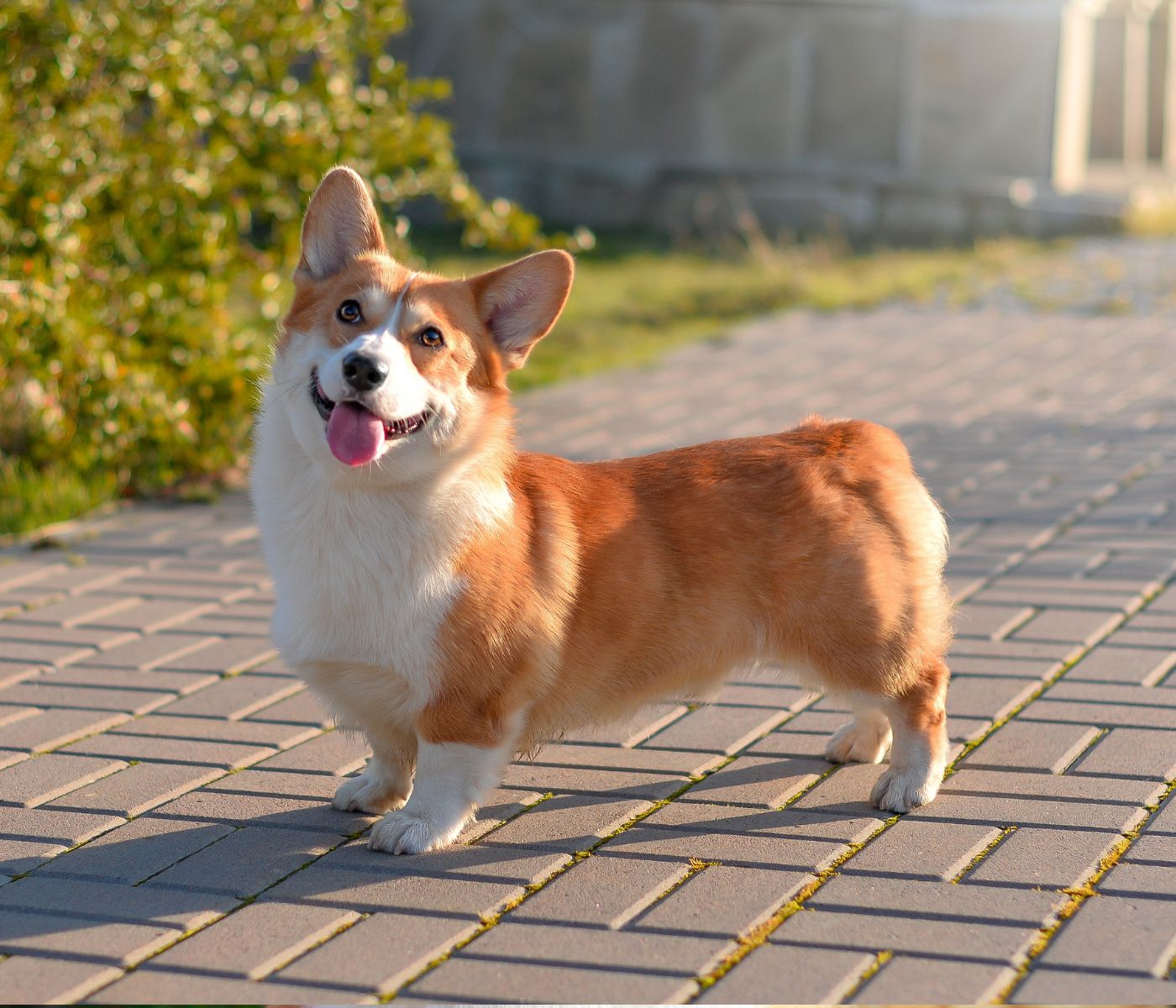 How often do Corgis go into heat?