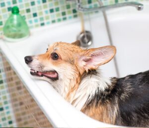 How often do corgis go to the bathroom?