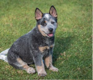 Blue Heeler Husky mix puppies