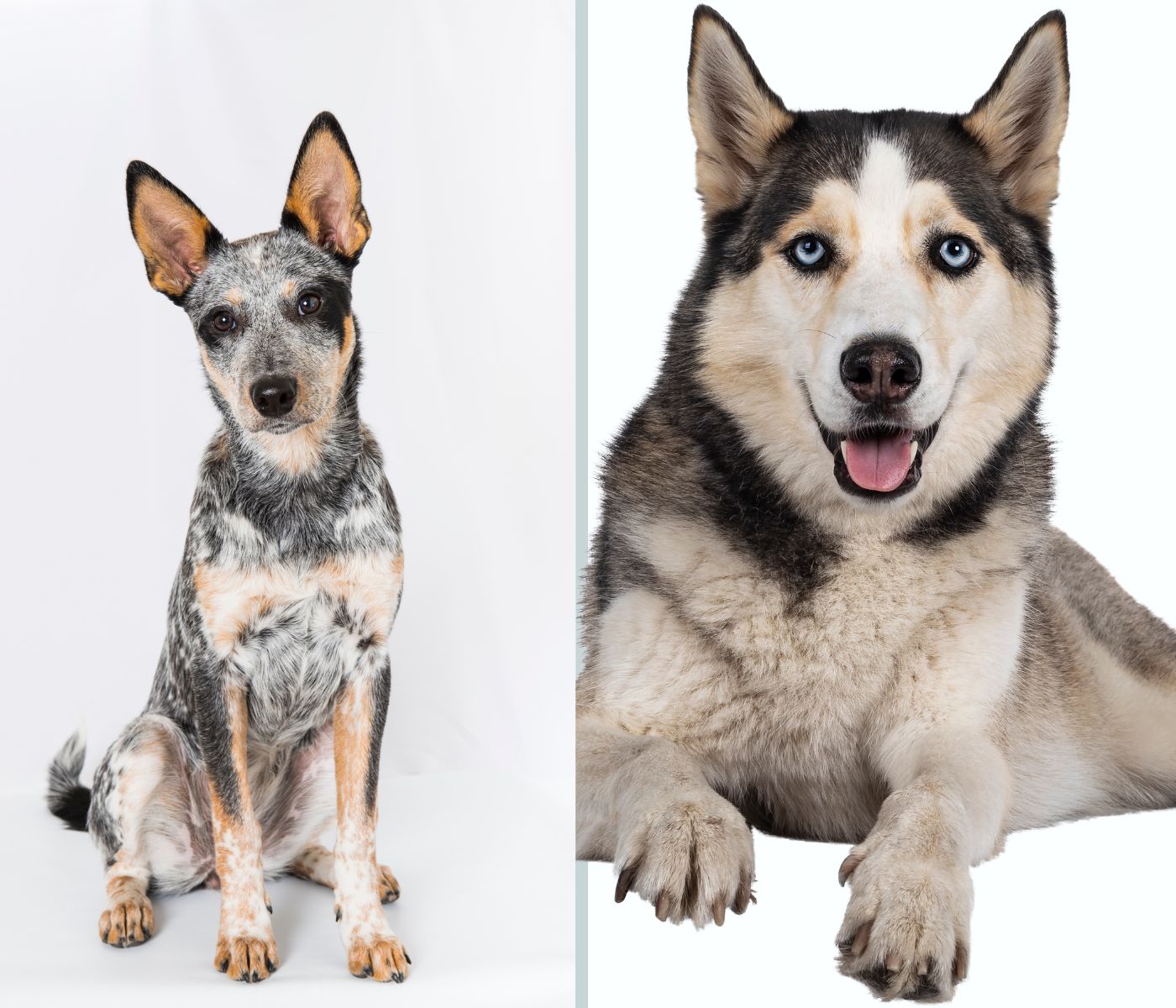 Blue heeler Vs Siberian Husky