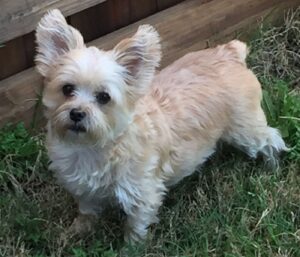 `Yorkie Dachshund Mix: A Small, Cute and Doting Friend