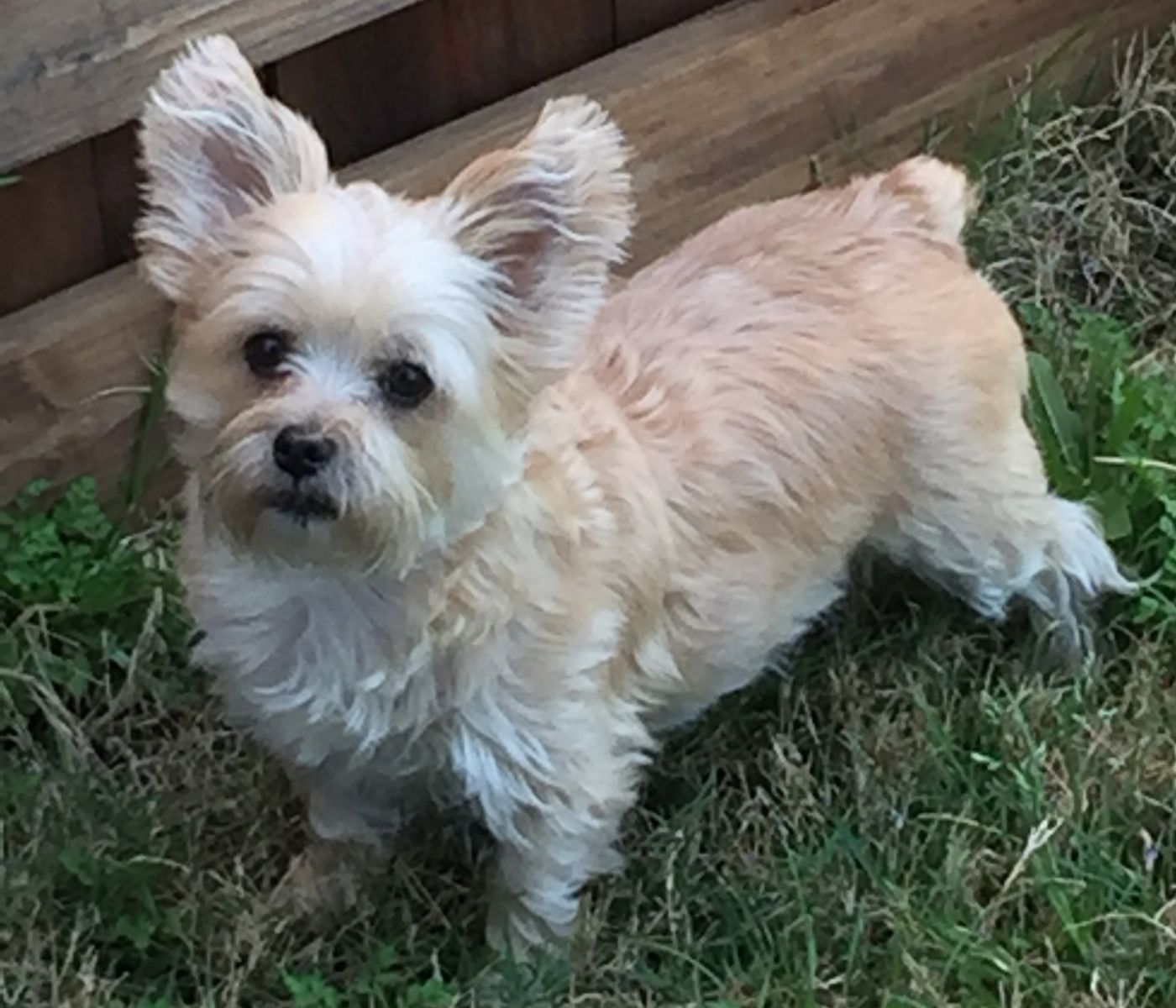 `Yorkie Dachshund Mix: A Small, Cute and Doting Friend