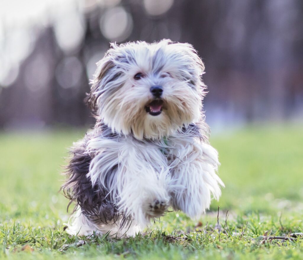 `Yorkie Dachshund Mix: A Small, Cute and Doting Friend
