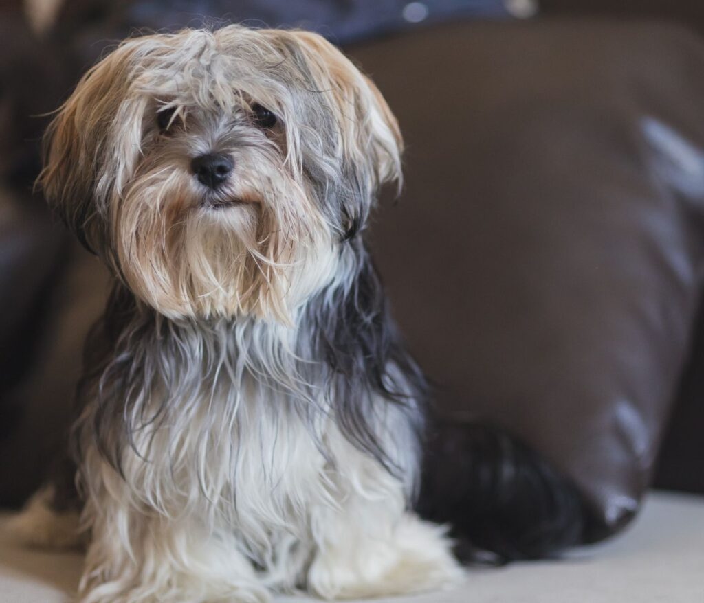 `Yorkie Dachshund Mix: A Small, Cute and Doting Friend
