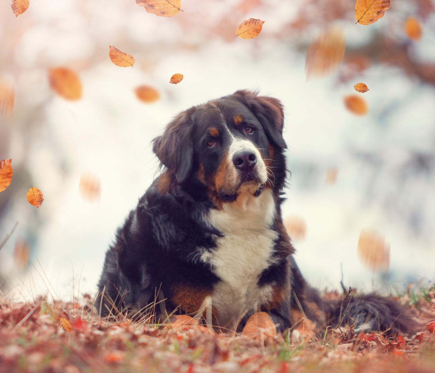 Why do Bernese mountain dogs have a short lifespan?