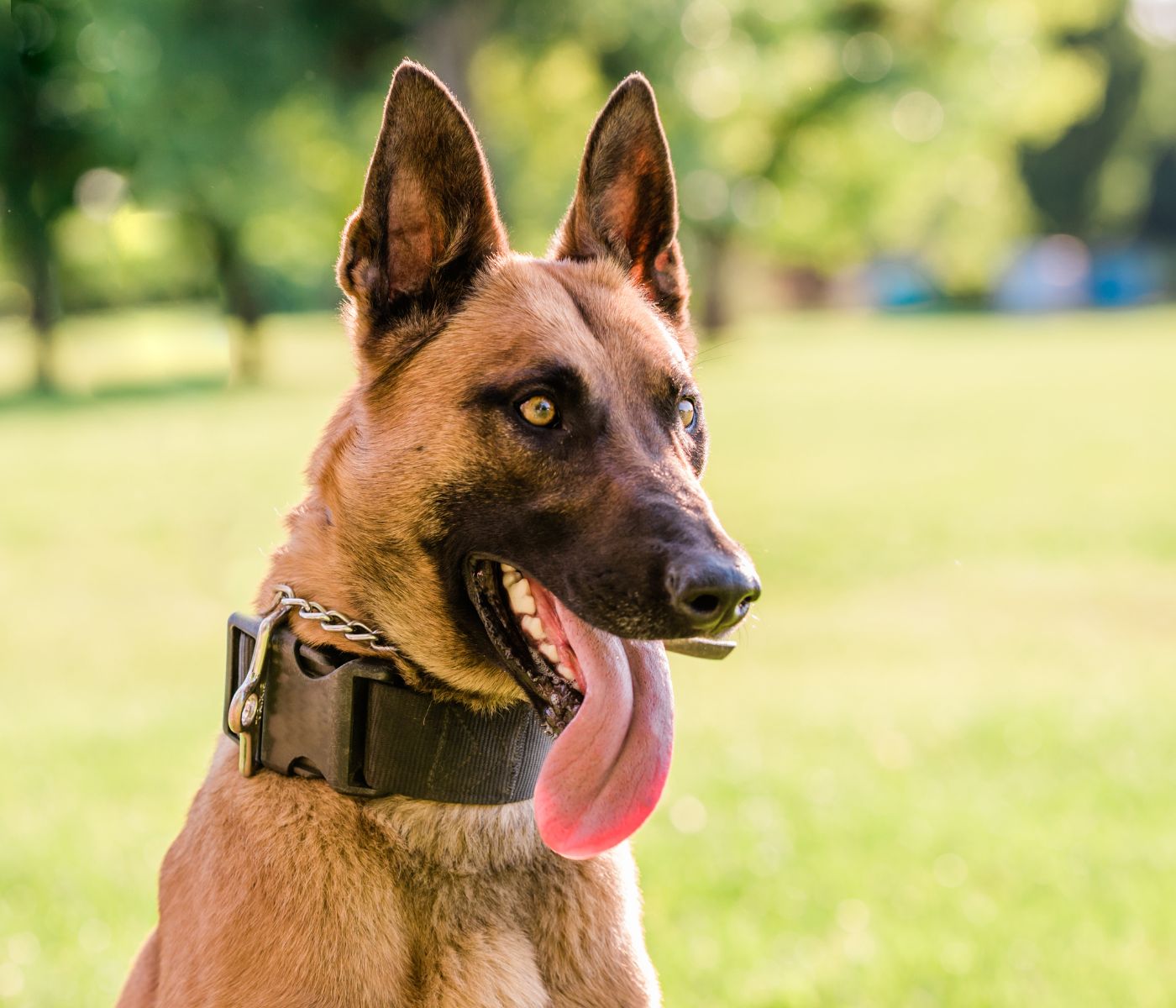 Pitbull Belgian Malinois Mix dog