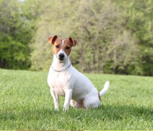 Is it okay for dogs to eat Bugs?